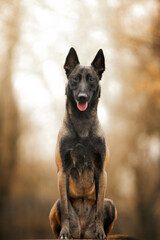 belgian shepherd dog