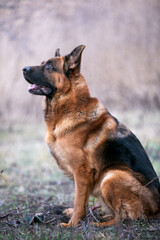 portrait of german shepherd