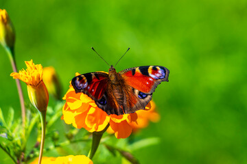 Large peacock butterfly on yellow flower blossoms in Brest Belarus.