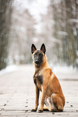 Belgian Shepherd Malinois