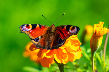 Large peacock butterfly on yellow flower blossoms in Brest Belarus.