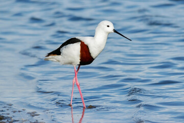 Banded Stilt - Cladorhynchus leucocephalus - standing in shallow water in natural habitat