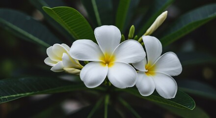 Fototapeta premium Soft light illuminates delicate white flowers nestled in dark green foliage.. AI Generated