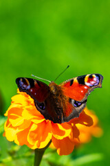 Large peacock butterfly on yellow flower blossoms in Brest Belarus.