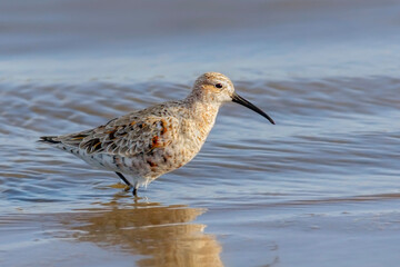 Curlew Sandpiper - Calidris ferruginea - wading in shallow water in natural habitat