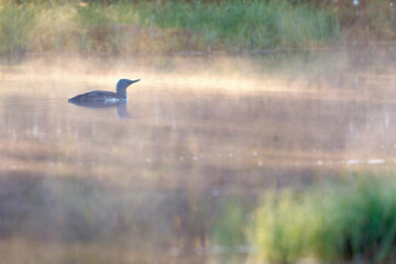 Red-throated loon in beautiful light on lake a misty morning
