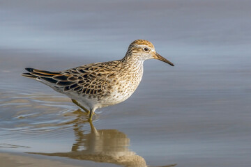 Sharp-tailed Sandpiper - Calidris acuminata - wading bird in shallow wetland habitat