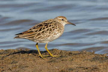 Sharp-tailed Sandpiper - Calidris acuminata - migratory shorebird species in Australia