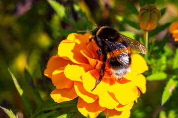 Bee bumblebee collects nectar from yellow flower blossom Brest Belarus.