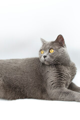 british shorthair cat