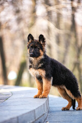 german shepherd puppy