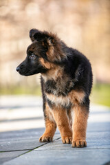 german shepherd puppy