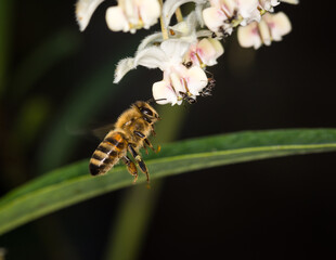 close up of Honey Bee in flight, collecting nectar from flowers