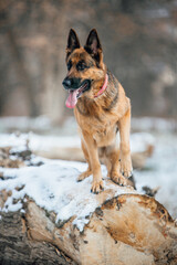 german shepherd dog in snow