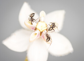Ants collecting nectar from a swan plant flower © Nathan McClunie
