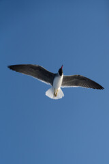 a white-eyed gull in flight