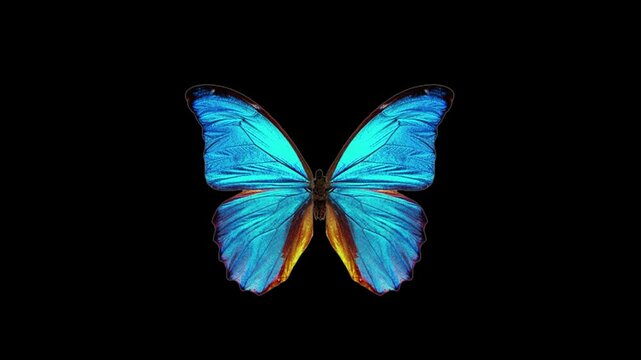 The blue butterfly features vibrant, iridescent blue wings, often with black edges. Delicate and graceful, it symbolizes transformation and beauty in nature.