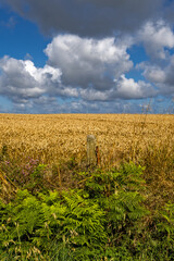 Obraz premium A field of golden wheat with ears of wheat ready for harvest. The scene evokes a peaceful rural atmosphere with a dramatic touch brought by the clouds in Brittany, France.