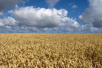 A field of golden wheat with ears of wheat ready for harvest. The scene evokes a peaceful rural atmosphere with a dramatic touch brought by the clouds in Brittany, France.