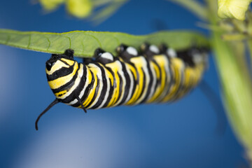 Naklejka premium closeup of monarch caterpillar on swan plant