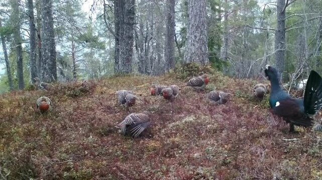 Male Western Capercaillie displays dominance, calling loudly among hens to attract mates and warn rival males