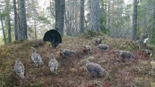 Male Western Capercaillie spreads plumage and emits loud calls to attract hens and warn competing males