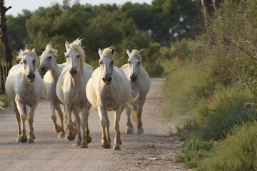 Obraz premium white Camargue horses on a path