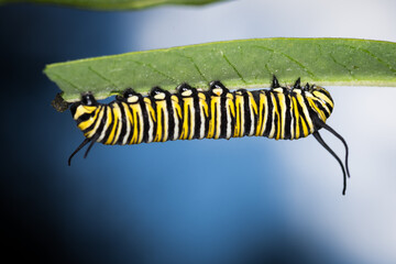 closeup of monarch caterpillar on swan plant