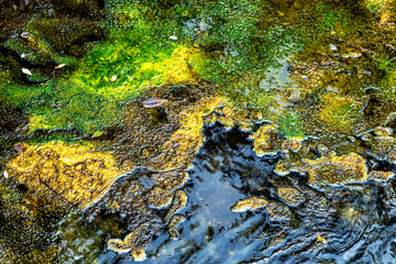 Close-up of the earth surface, Waimangu Volcanic Valley, Rotorua, North Island, New Zealand, Oceania.