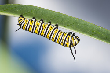 closeup of monarch caterpillar on swan plant