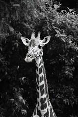 Obraz premium Giraffe with white ear markings facing front. Natural habitat, blurred background.