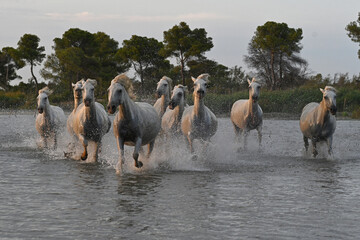 white Camargue horses galloping in the marshes