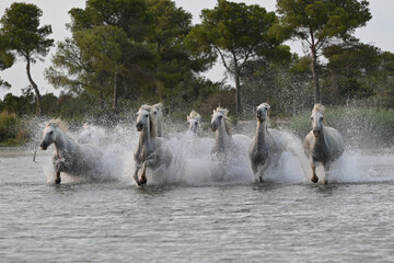 white Camargue horses galloping in the marshes