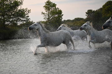 white Camargue horses galloping in the marshes