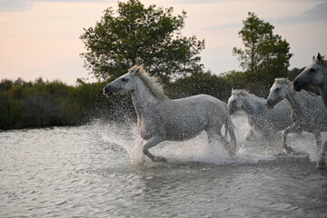 white Camargue horses galloping in the marshes