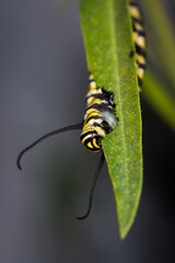 closeup of monarch caterpillar on swan plant