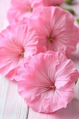 Fototapeta premium Delicate pink geranium blossoms on light pink wooden surface in soft focus capturing floral beauty and serene mood