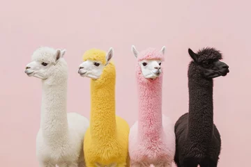 Fotobehang Dierenarts Colorful alpacas standing in a row against a pastel pink backdrop in a studio setting  © Nyxoria