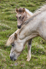 Obraz premium Icelandic colt with her mother. Vatnsnes Peninsula. Iceland