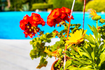 Beautiful red orange flower at paradise pool garden Brest Belarus.