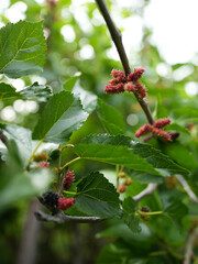 Fresh mulberry black ripe and red unripe on the branch of tree. Healthy fruit. Organic Mulberry fruit tree and green leaves. Medium shrub. Fruit provides fiber and nutrients beneficial.