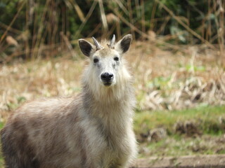 ニホンカモシカ