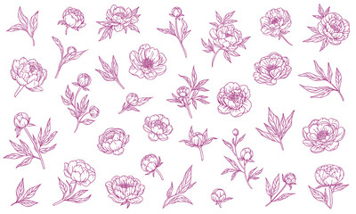 Vector set of peony flowers and leaves hand drawn. Sketch style, pink lines on white background. For cards, invitations