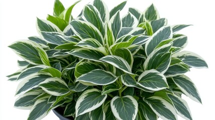 Variegated Foliage of Hosta Plant, Commonly Known as Plantain Lily, Isolated on a White Background.