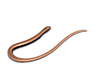 Close up of a baby slow worm snake isolated on a white background