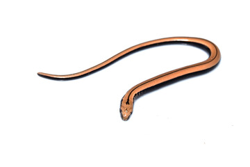 Close up of a baby slow worm snake isolated on a white background