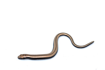 Close up of a baby slow worm snake isolated on a white background