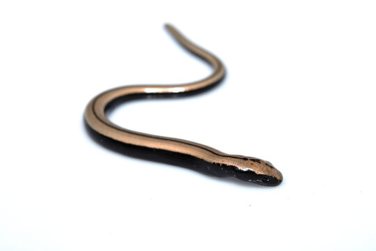 Close up of a baby slow worm snake isolated on a white background