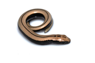 Close up of a baby slow worm snake isolated on a white background