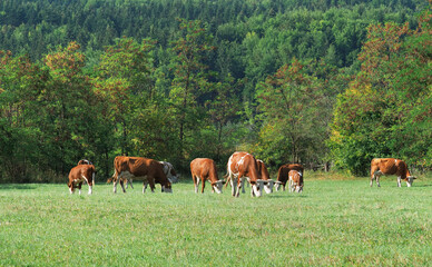 Dairy cows grazing on a green pasture in summer